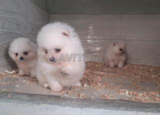 كلب صغير من نوع سبيتز