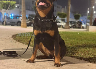 rotweiller femelle 10 mois carnet de vaccin 