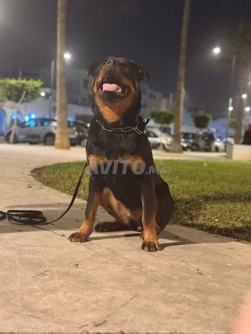 rotweiller femelle 10 mois carnet de vaccin 