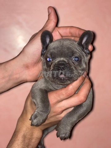 bulldog francais gris