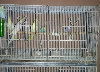 grand cage pour oiseaux 