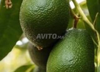 ferme de 25 hectares d'avocat à vendre