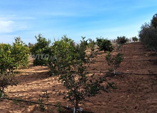 Ferme à vendre région Tiflet