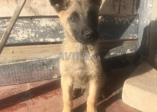 ذكر ديال المالينوا