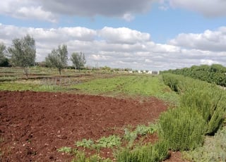 Terrain 20000 m2 agricole ziyayda goudron 