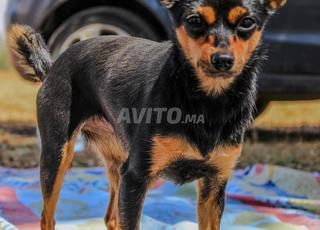 pinscher femelle 