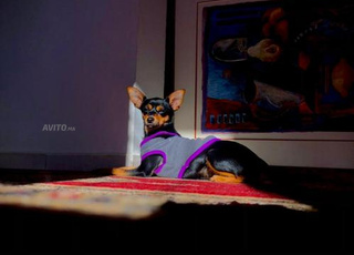 pinscher femelle 