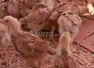 فلوس الدجاج الكروازي بثمن مناسب 