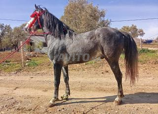 cheval avendre حصان للبيع 