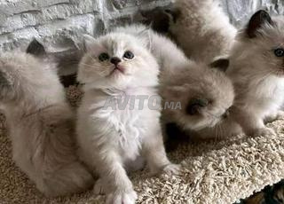 قط سيامو ممتاز