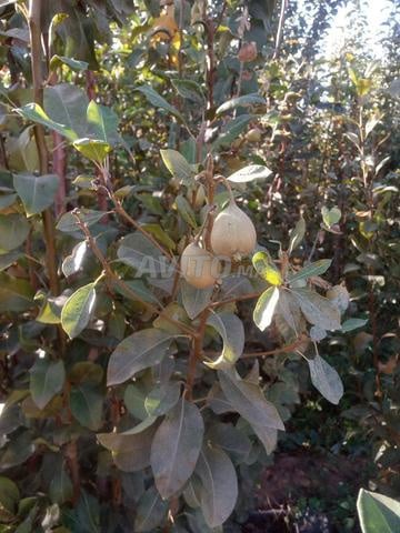 أشجار الفواكه