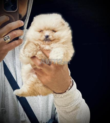 spitz nain loulou de pomeranie