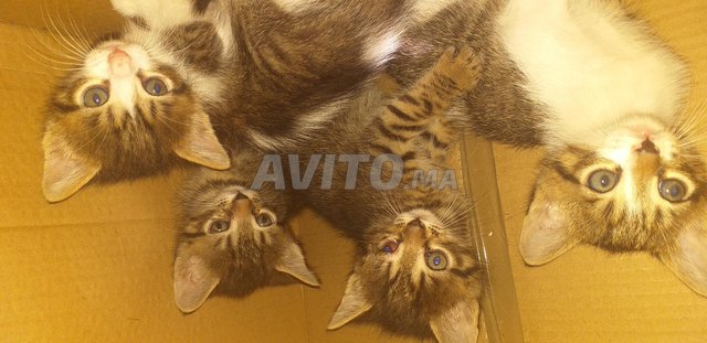 4 tiger chats
