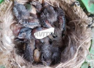 mestro الميستو 