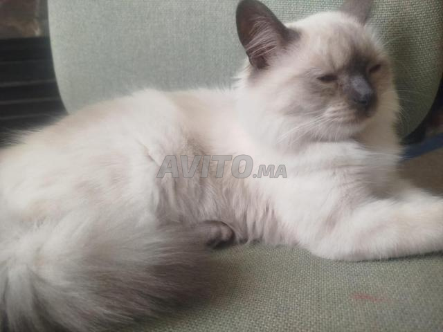 chat siamois himalayen