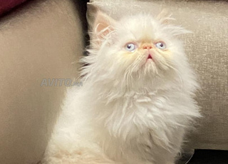 chaton persan 