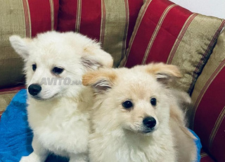 des chiots spitz 