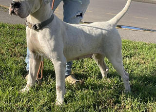 Femelle dogo argentin 