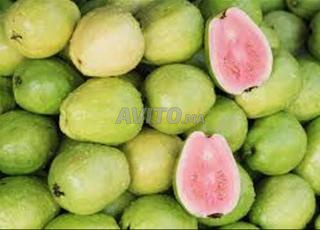 جوافة 2 إلى 3 أمتار