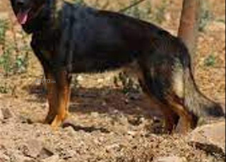 berger allemand pedigree  a adopter