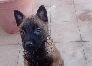 une chienne femmel du malinois charbonné 