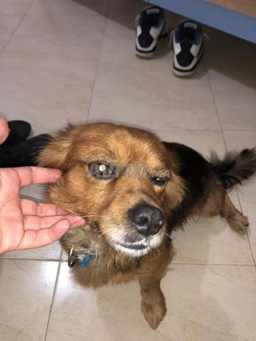 un chien de la race kokoni