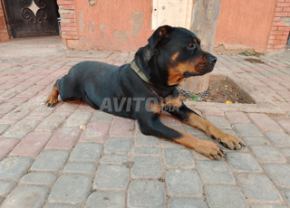 روط درسي صحة جيدا