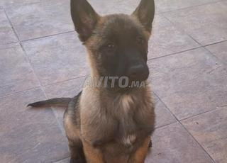 Malinois vacciné 2mois charbonné femelle