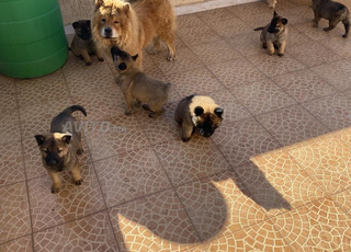a vendre malinois 2 mois 