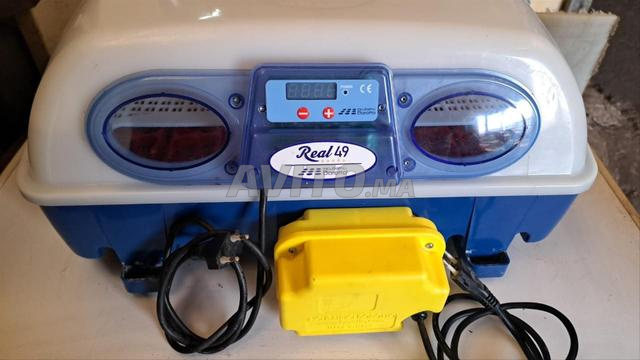 couveuse d'origine italienne à vendre 