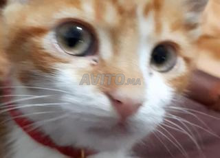 chaton à adopter 