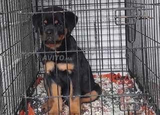rottweiller chien