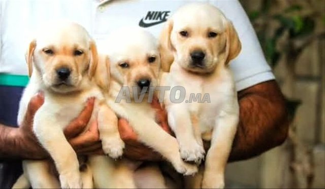labrador sablée 