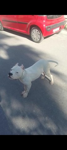 dog Argentine 