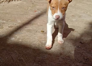 كلب من نوع صيد 