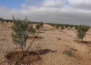 Vente de 21 hectares avec 6000 oliviers, etc