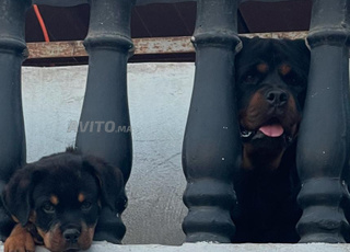 femelle rotweiler age 3 mois