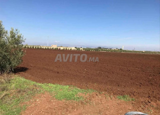 5 Hectares  Meknes Haj Kadour titré et cloturé.