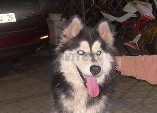 Husky male pure race 5mois