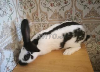 Lapin geant papillon 