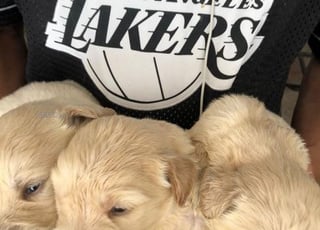 golden retriever chiot