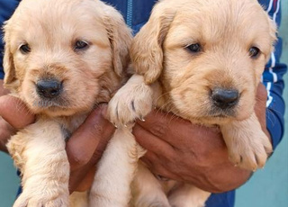 golden retriever chiot