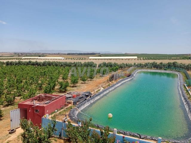 مزرعة 6 هكتارات مع فيلا بالقرب من مكناس