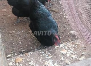 بيع دجاج و بيض الاسترالوب 