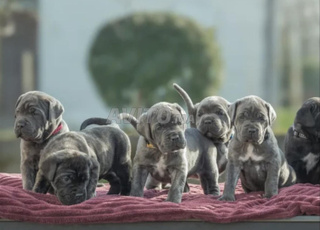 Chiot cane corso