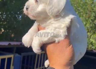 bichon maltais 