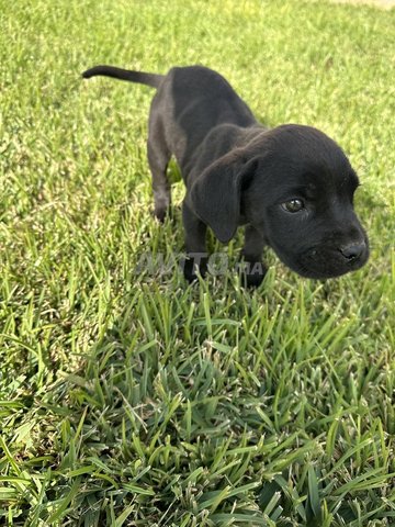 Cane corso a vendre