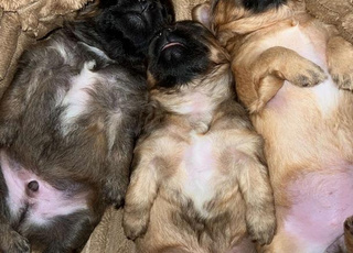 Chiots Race Croisement spitz x pékinois