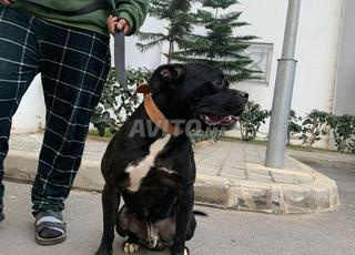 chien 🐶 très bien 