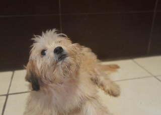 bichon havanais disciplines 